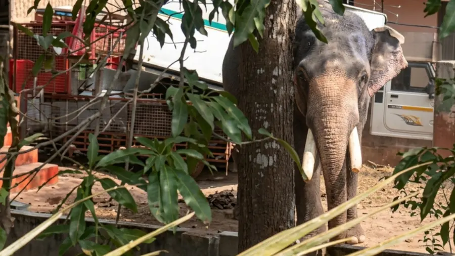 Elephant Runs Amok During Bath.jpg