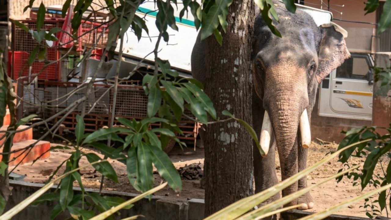 Elephant Runs Amok During Bath.jpg