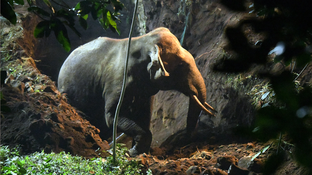 Elephant falls into well-MALAPPURAM