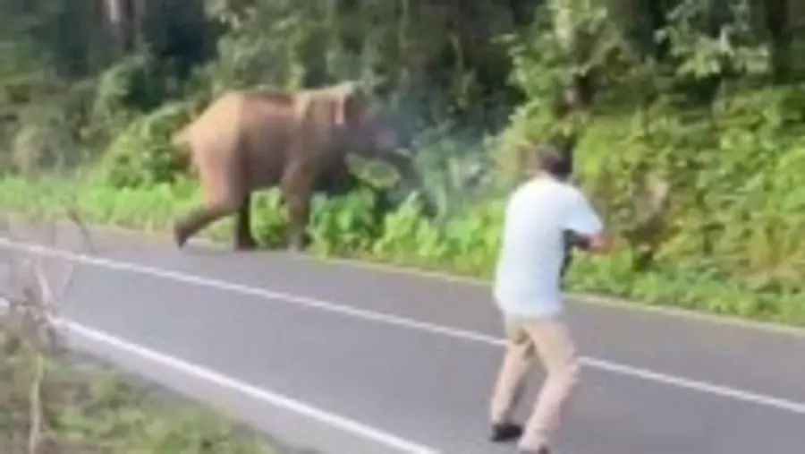 Elephant Attack