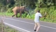 Elephant Attack