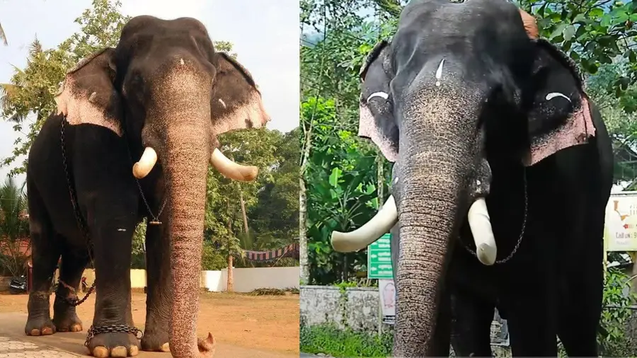 Erattupetta Ayyappan