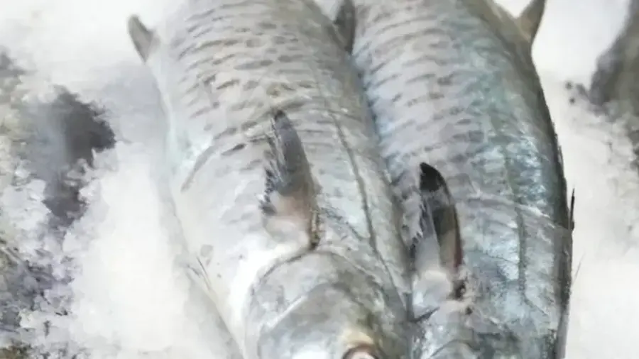 FISH ONE