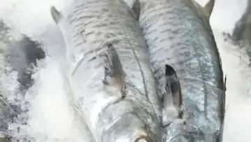 FISH ONE
