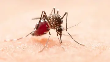 Fever.jpg