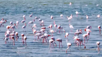 Flamingos