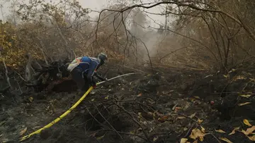 forest fire