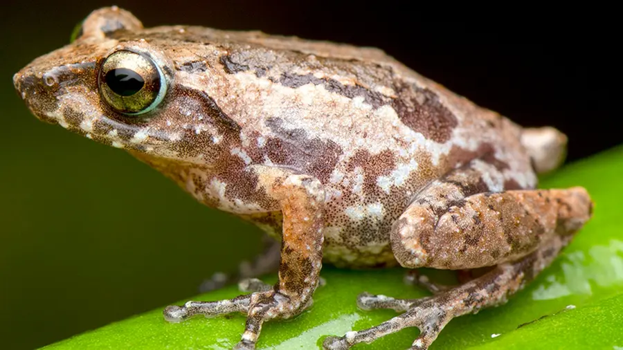 Frog.jpg