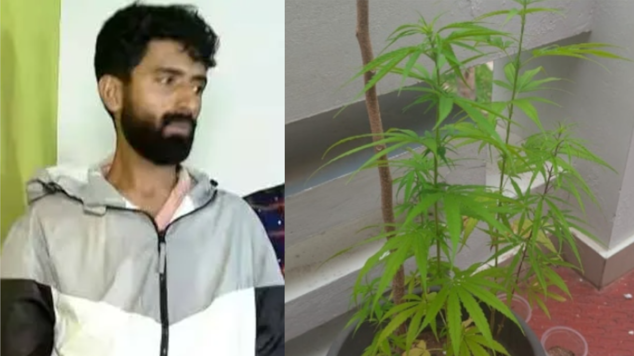GANJA