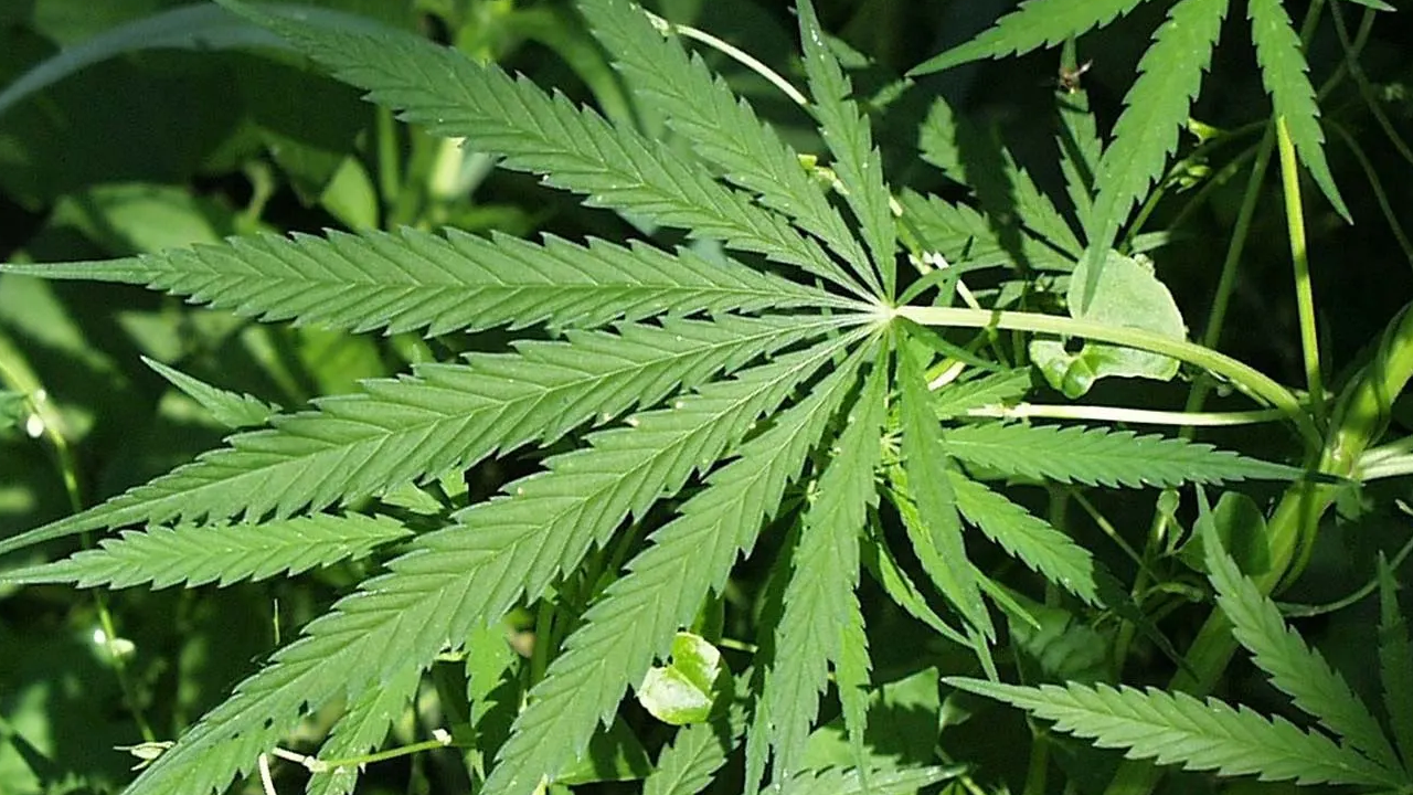 GANJA.