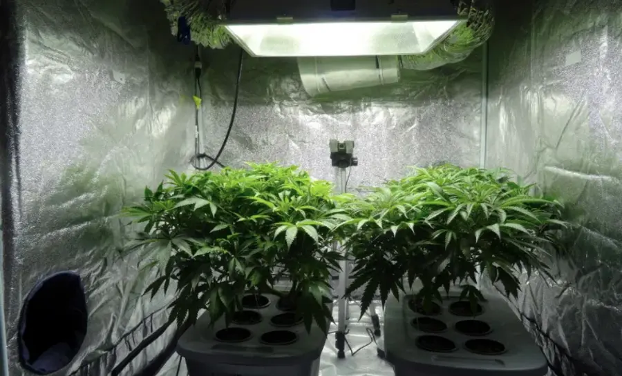 hydroponic ganja 