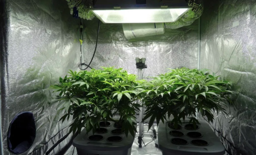 hydroponic ganja 