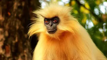 Golden Langur