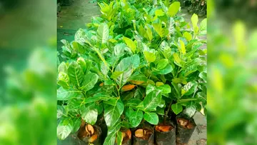 Grafted jackfruit