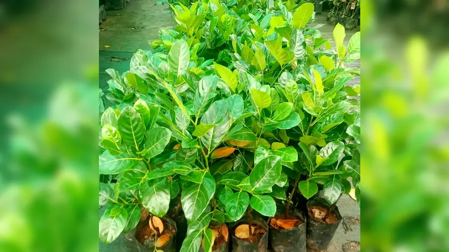 Grafted jackfruit