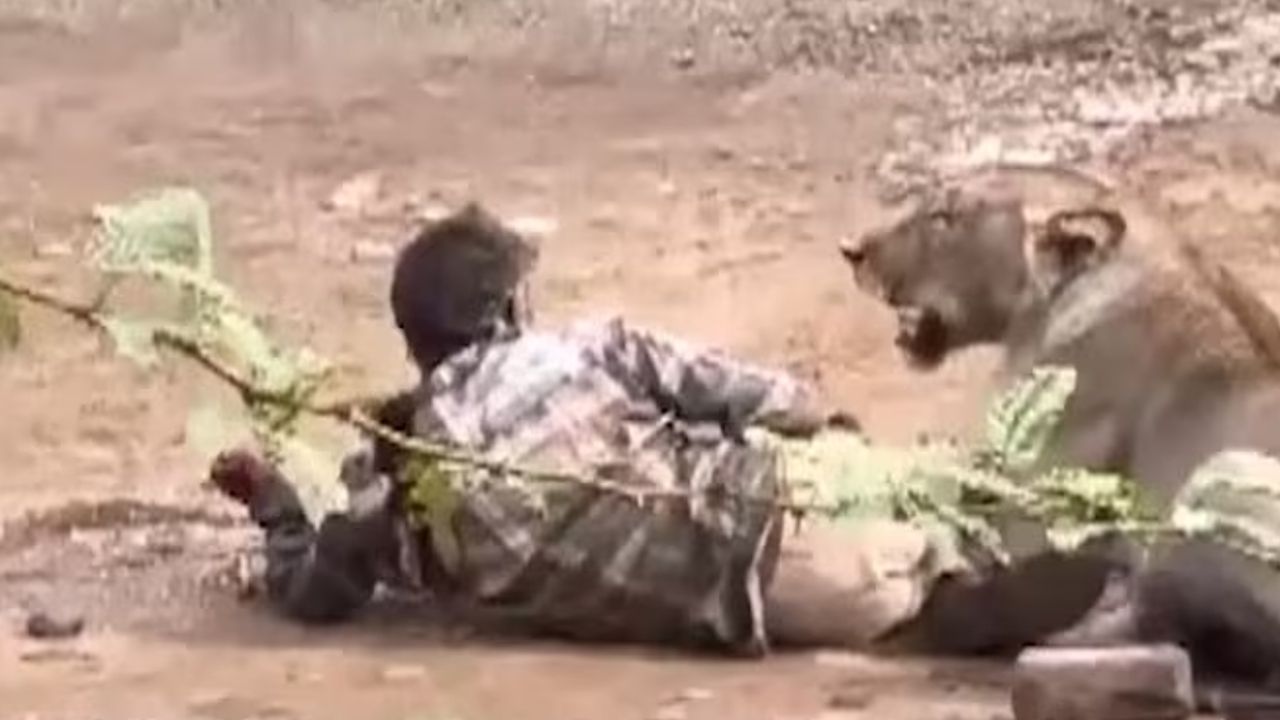 Gujarat Herder Pinned by Lioness