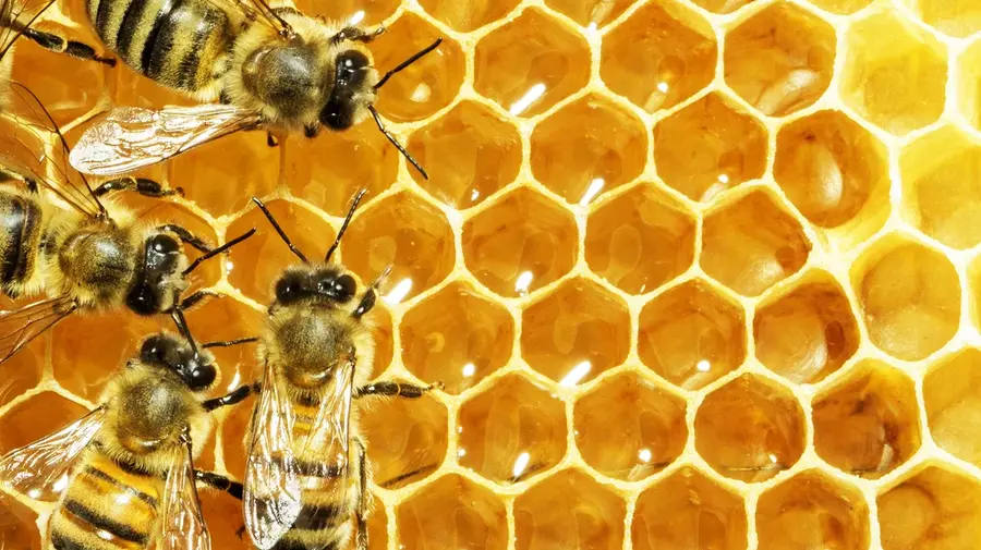HONEY BEE