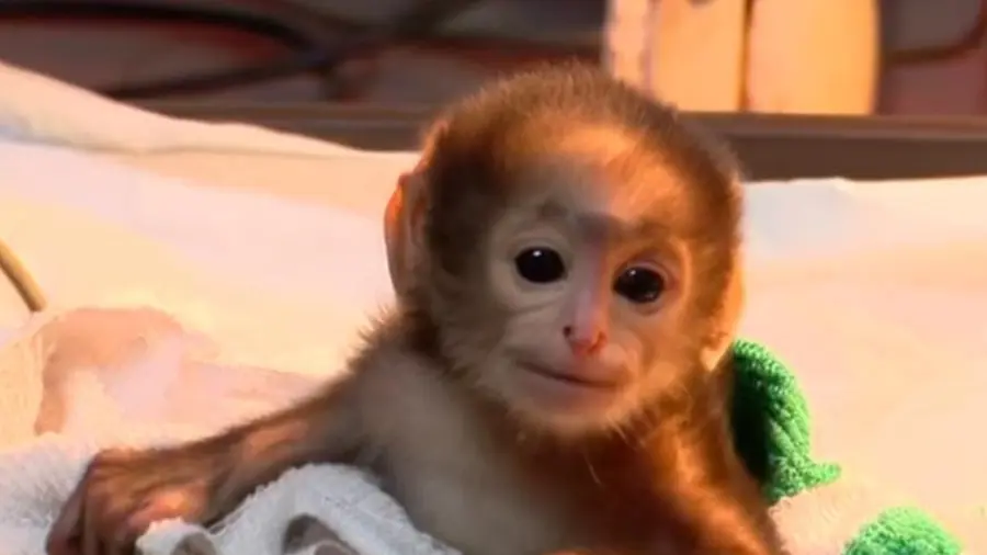 Hanuman langur