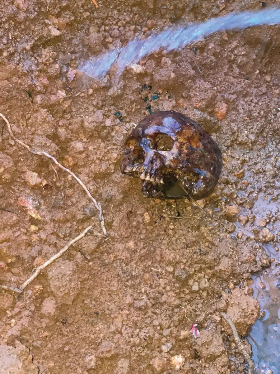 skull