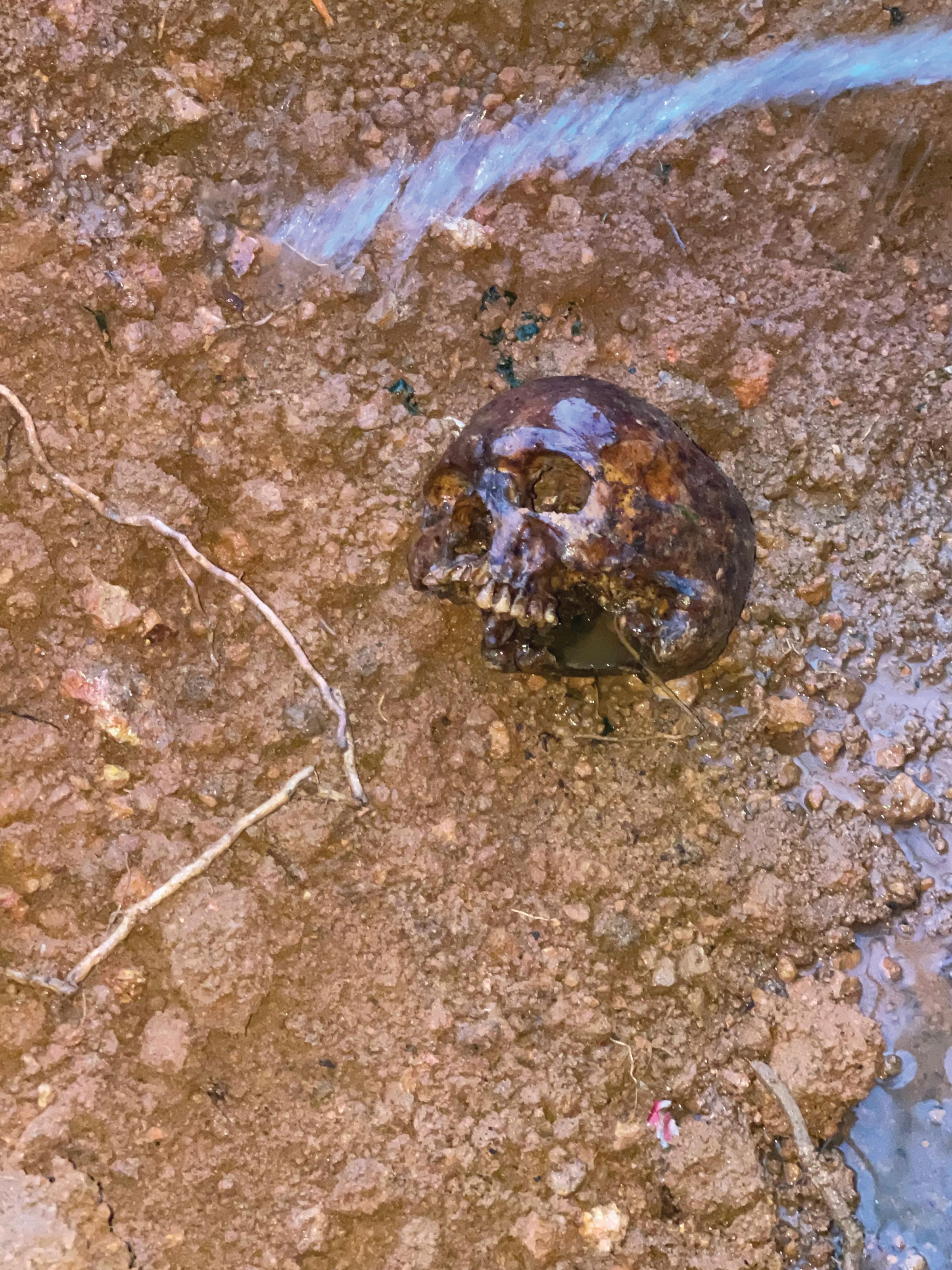 skull