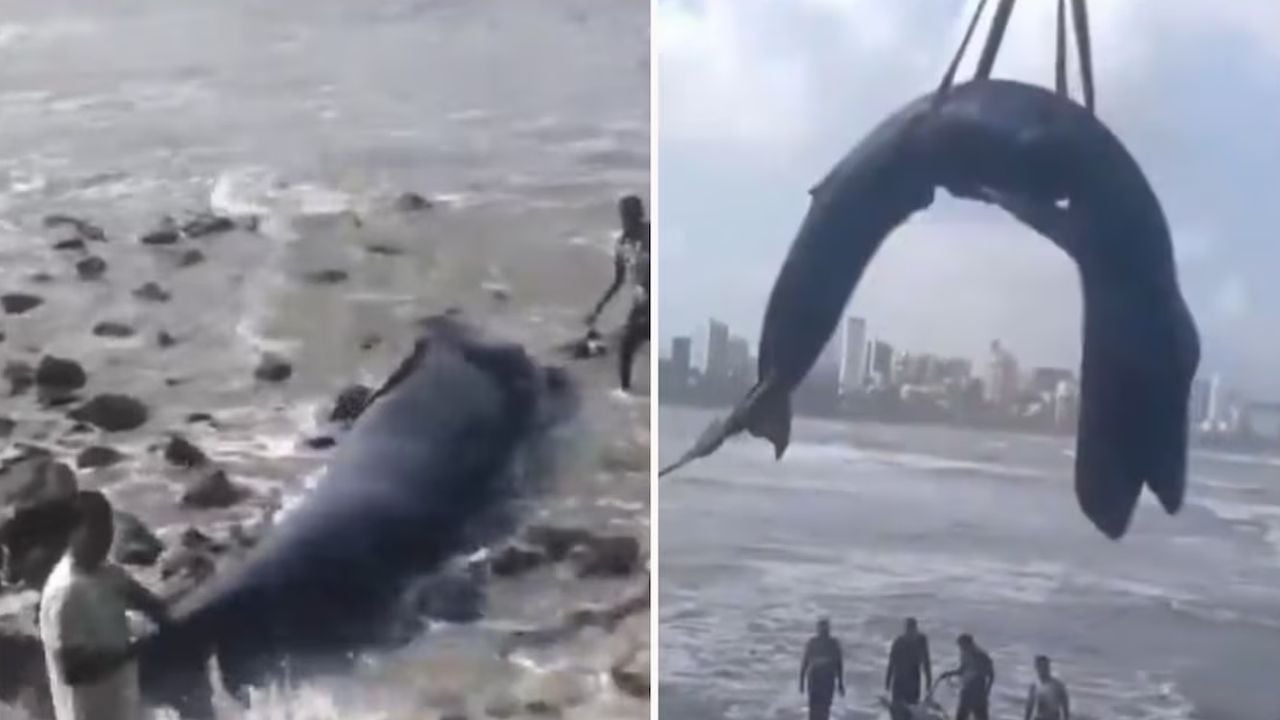 Humpback