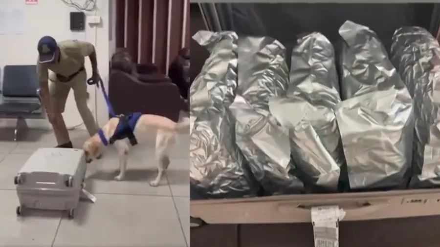 Hydroponic marijuana seized