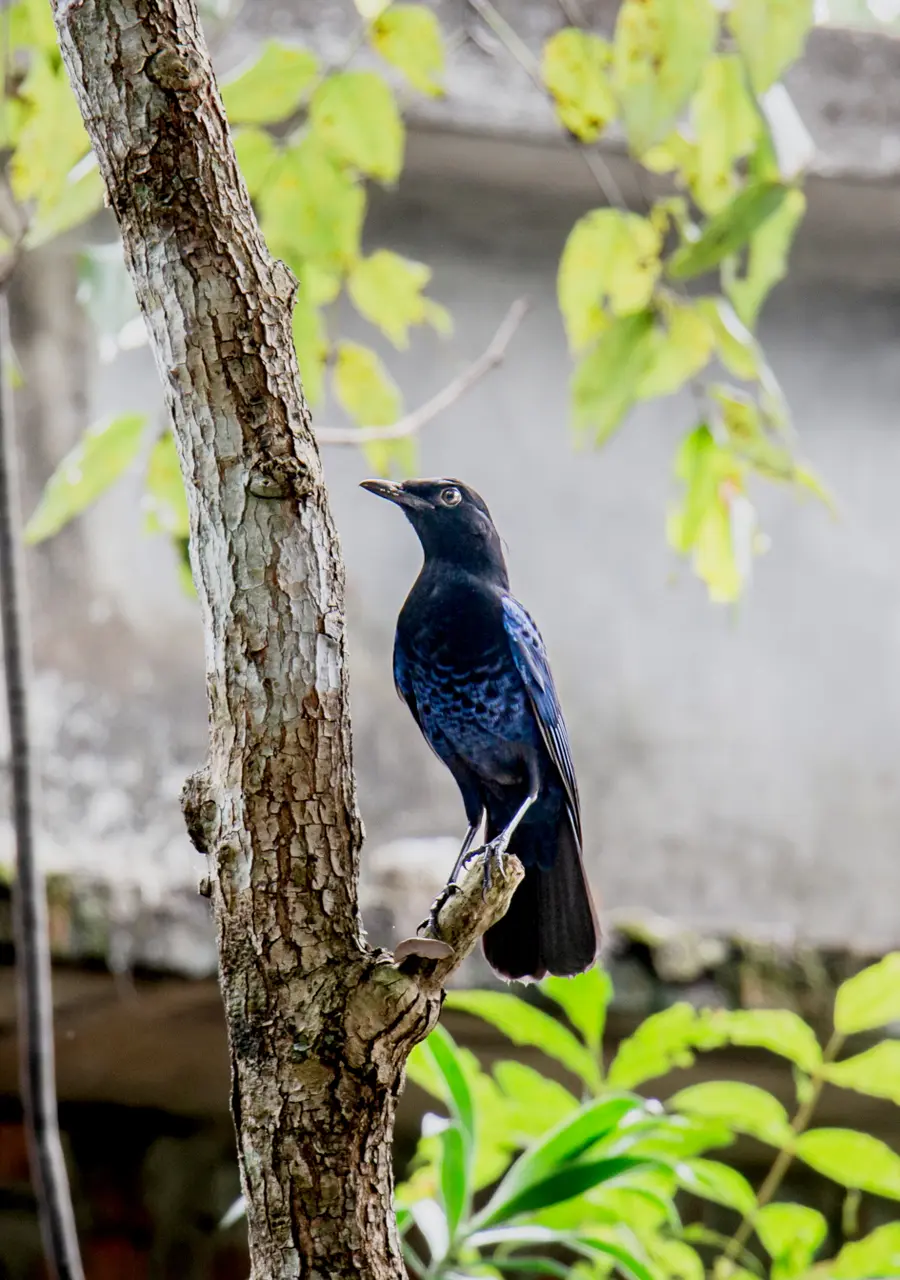 ചൂളക്കാക്ക  (മലബാർ വിസ്ലിങ്‌ ത്രഷ്)