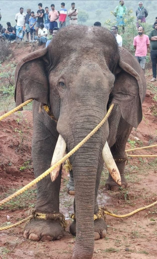 കോയമ്പത്തൂർ തൊണ്ടമുത്തൂരിൽ  കാട്ടാന റോളക്--സിനെ മയക്കുവെടിവച്ച് തളച്ചപ്പോൾ