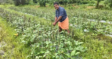 വിളഞ്ഞുനിൽക്കുന്ന ഹൈബ്രിഡ് പയറുമായി കൃഷിയിടത്തിൽ പി എസ് ശ്രീജിത്ത്