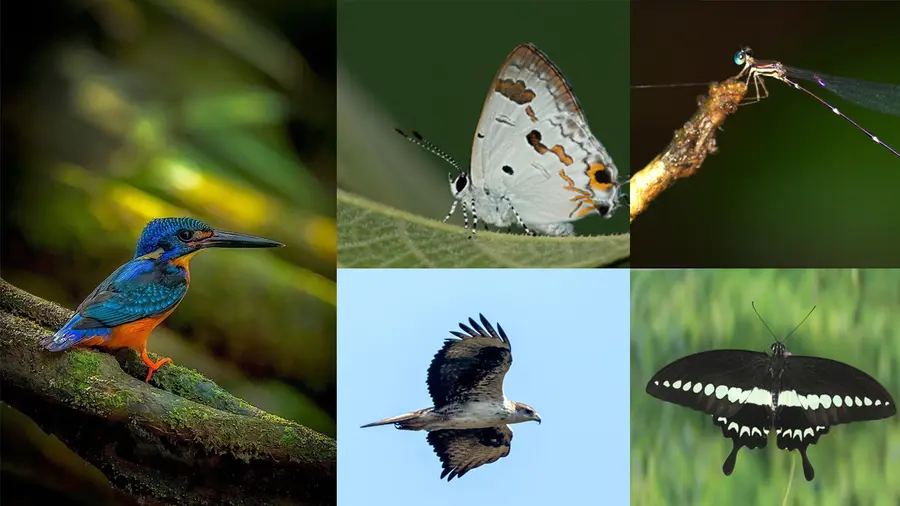 Idukki Wildlife Sanctuary