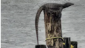 Iguana