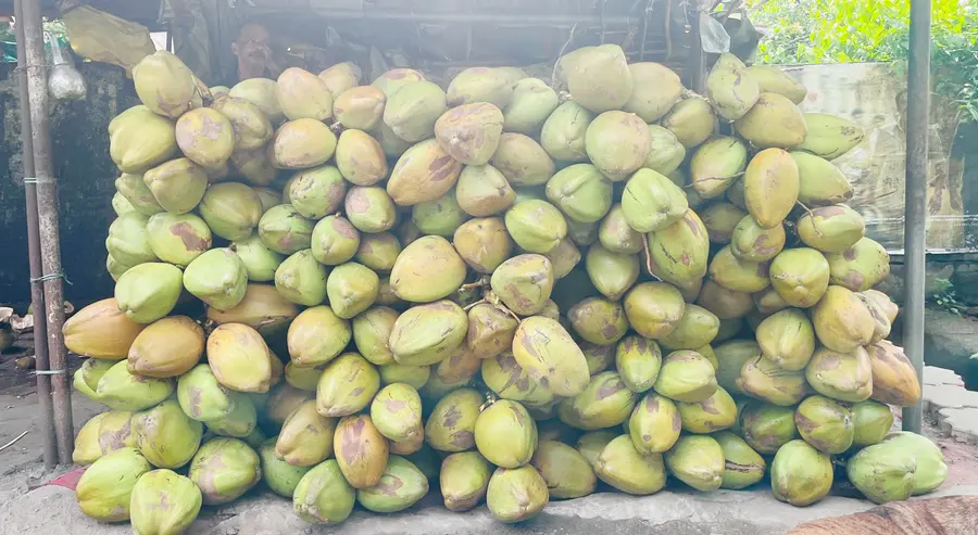 പാലക്കാട് നഗരസഭാ പരിസരത്ത് വിൽപ്പനയ്ക്കെത്തിച്ച ഇളനീർ
