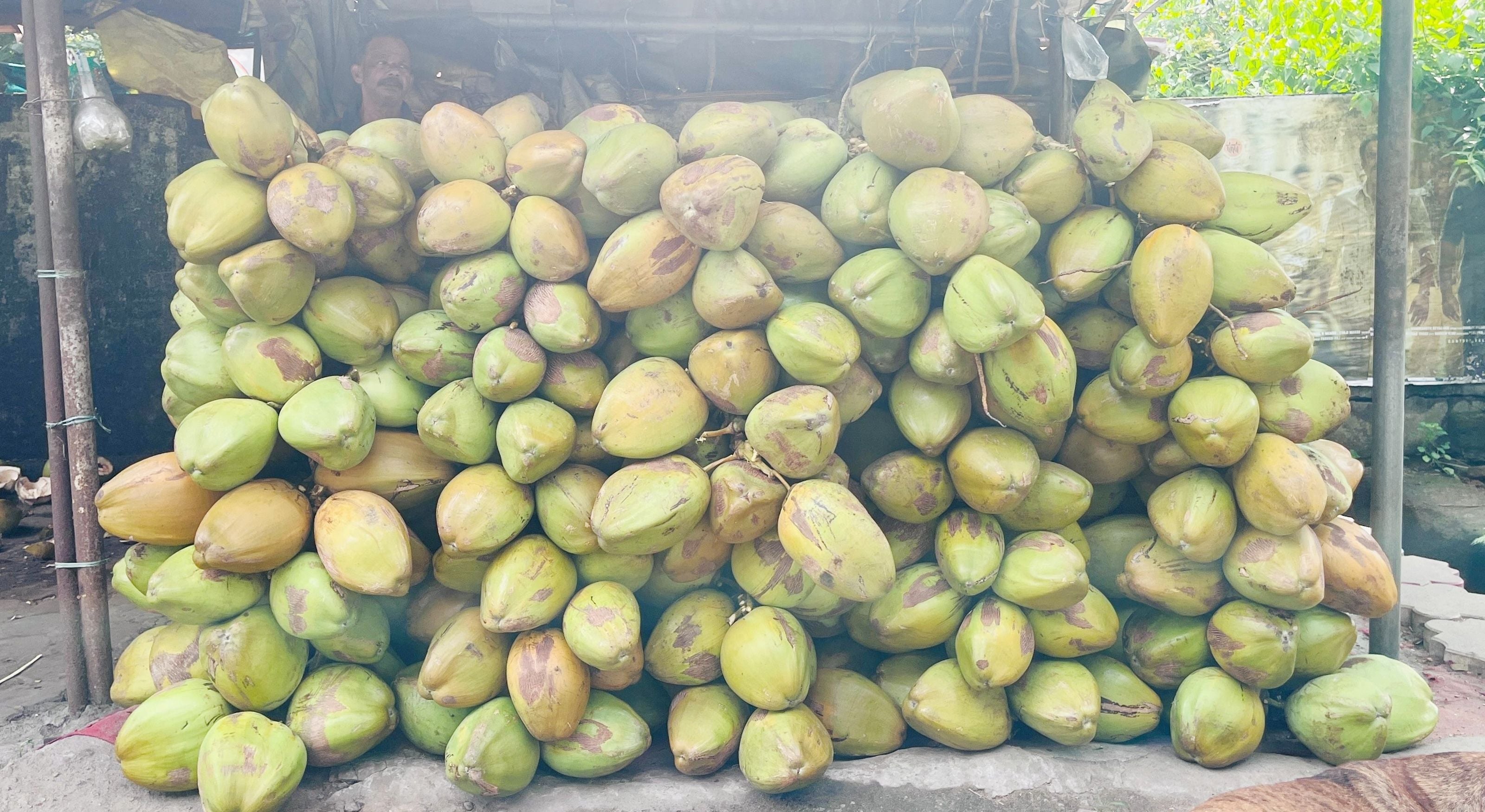 പാലക്കാട്‌ നഗരസഭാ പരിസരത്ത്‌ വിൽപ്പനയ‍്ക്കെത്തിച്ച ഇളനീർ