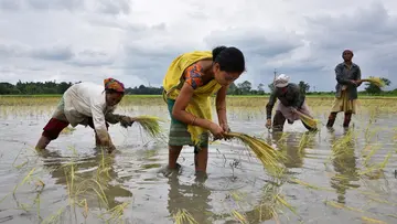 Indian Farmers