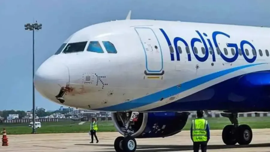 Indigo.jpg