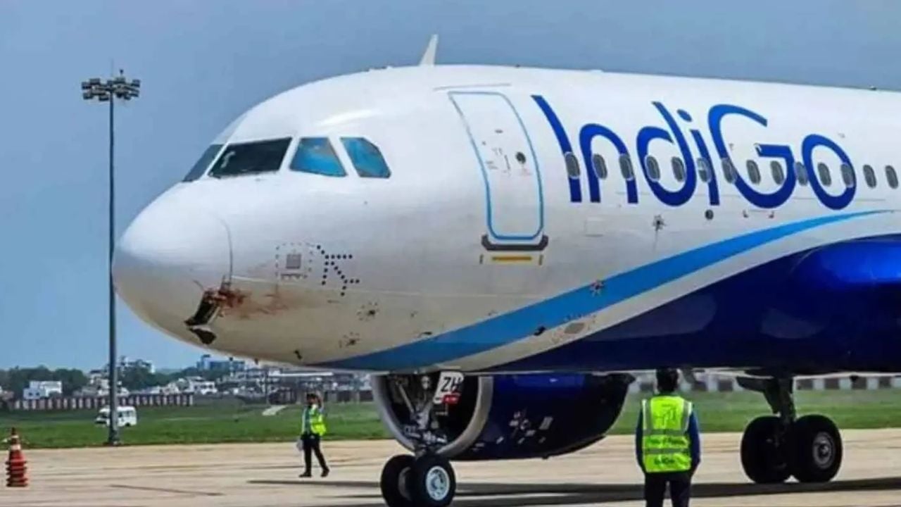 Indigo.jpg