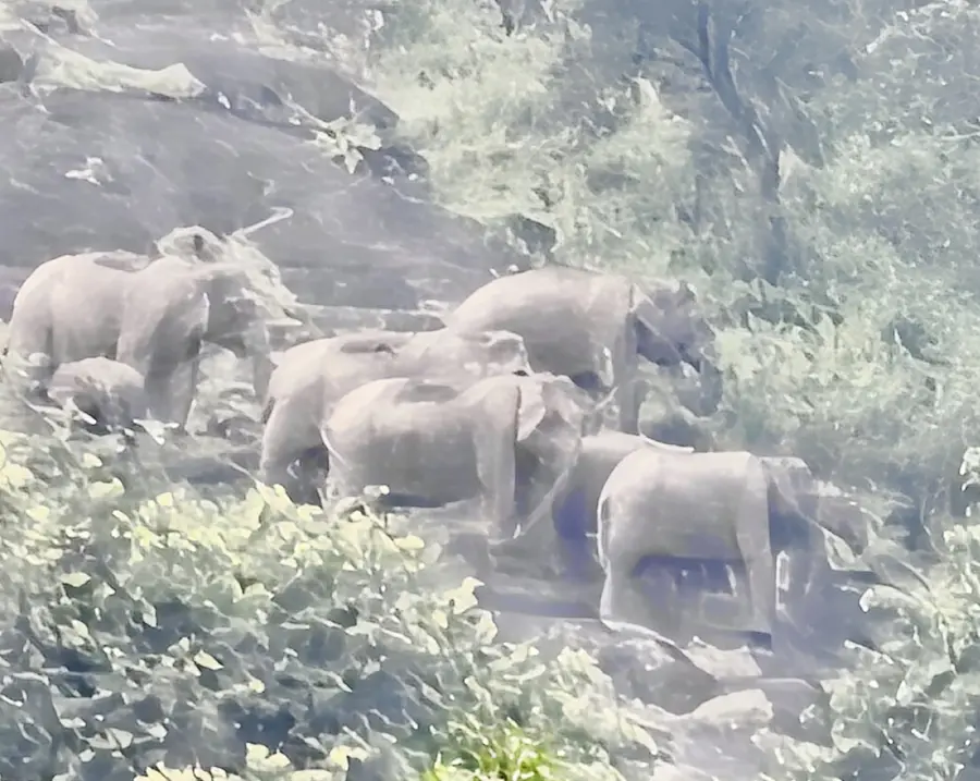 ആനമൂളിയിലെത്തിയ കാട്ടാനകൾ