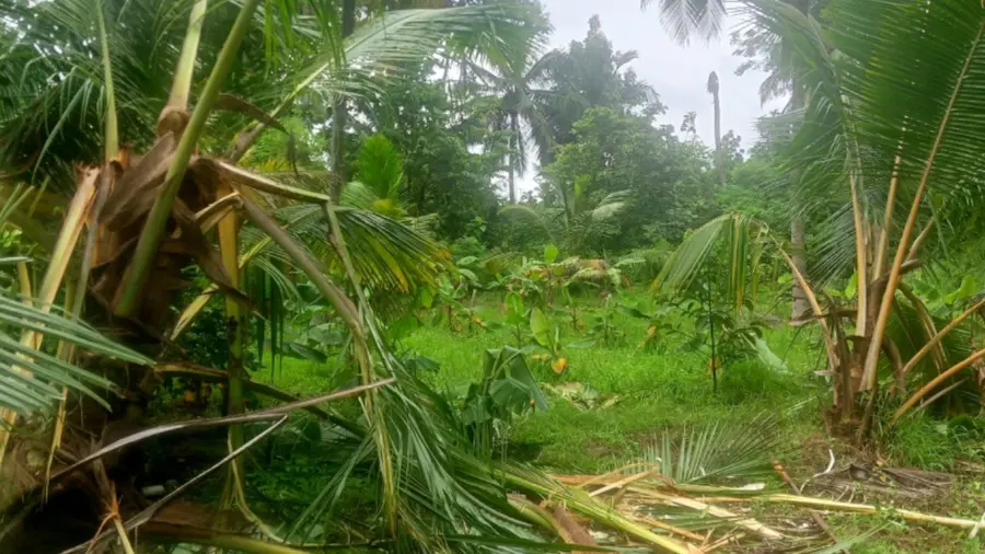 ആനകൾ നശിപ്പിച്ച തെങ്ങുകൾ