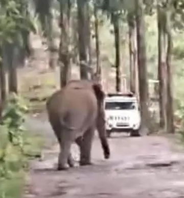 ആര്ആര്ടി സംഘത്തിന്റെ വാഹനത്തിന് നേരെ ഓടിയടുക്കുന്ന കാട്ടാന