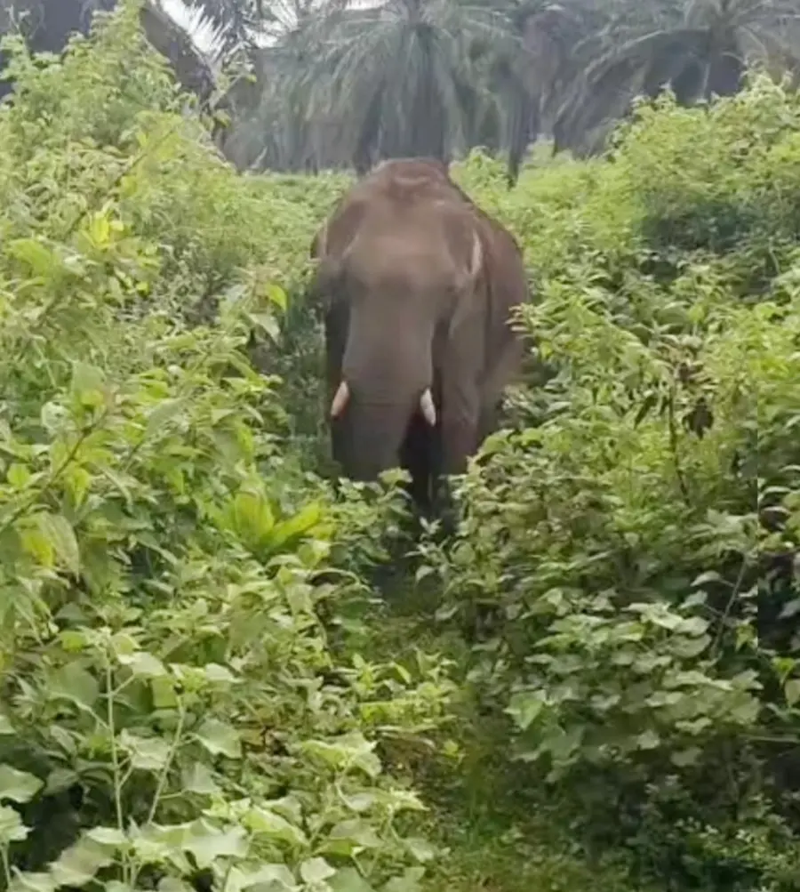 കാലിലെ മുറിവിന് രണ്ടാമതും ചികിത്സ നൽകി വിട്ടയച്ച കാട്ടുകൊമ്പന്