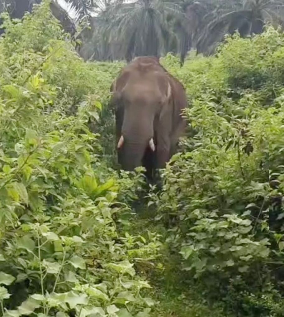 കാലിലെ മുറിവിന്‌ രണ്ടാമതും ചികിത്സ നൽകി വിട്ടയച്ച കാട്ടുകൊമ്പന്‍