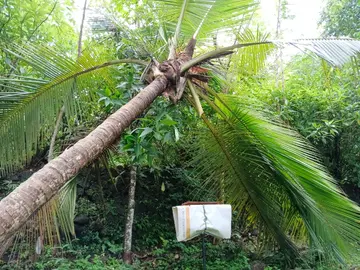 മങ്കരയിൽ കാട്ടാന മറിച്ചിട്ട തെങ്ങ്