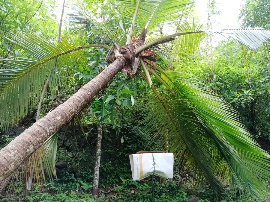 മങ്കരയിൽ കാട്ടാന മറിച്ചിട്ട തെങ്ങ്
