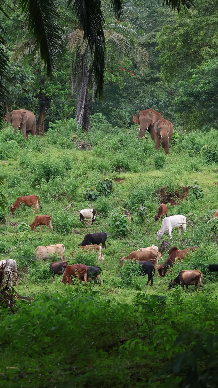അതിരപ്പിള്ളി പ്ലാന്റേഷനില്‍ പശുക്കൂട്ടത്തോടൊപ്പം തീറ്റയെടുക്കാനെത്തിയ കാട്ടാനക്കൂട്ടം