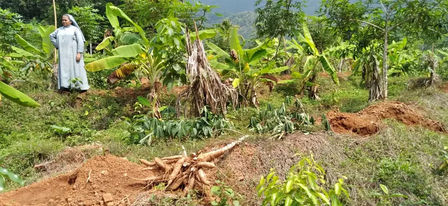 കരിമ്പ മൂന്നേക്കർ ചുള്ളിയാംകുളം ഹോളി ഫാമിലി കോൺവന്റിനോടുചേർന്നുള്ള സ്ഥലത്ത് കാട്ടാന കൃഷി നശിപ്പിച്ചപ്പോൾ