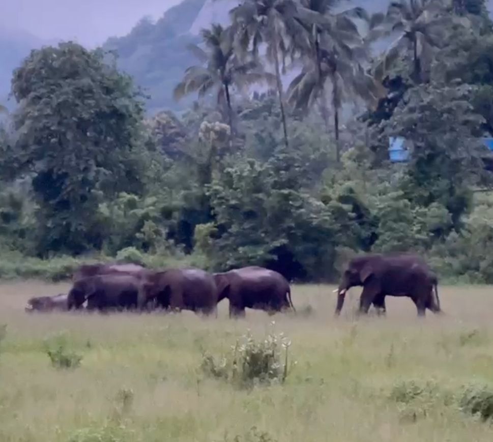 കഞ്ചിക്കോട് ചെല്ലൻകാവിൽ ഇറങ്ങിയ ആനക്കൂട്ടം