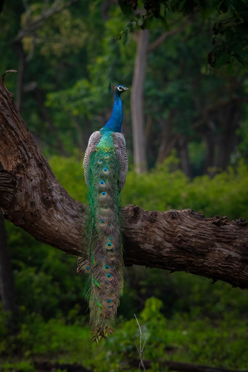 Kanchana  photo 3.jpg