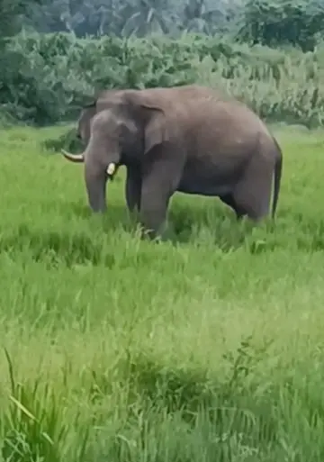 കഞ്ചിക്കോട് പന്നിമടയിൽ അജിത്കുമാറിന്റെ കൃഷിയിടത്തിലെത്തിയ പി ടി 5