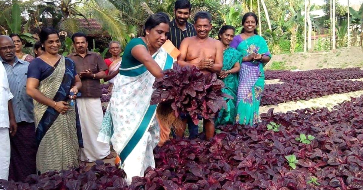 kanjikuzhi panchayath spinach cultivation