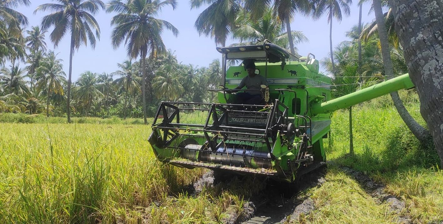 മൂപ്പ്‌ കുറഞ്ഞ വിത്തിറക്കിയ വയലുകളിൽ കൊയ്‌ത്ത്‌ തുടങ്ങിയപ്പോൾ